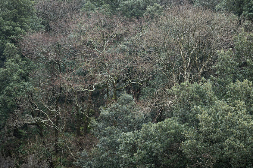 Eremo delle Carceri, Assisi, Italy