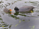 Baby Coot