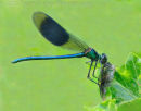 Banded Demoiselle