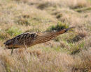Bittern In The Open