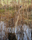 Bittern In Reeds