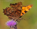 Comma On Thistle