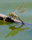Emperor Dragonfly