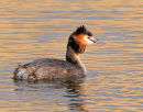 Great Crested Grebe