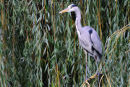 Heron In Willow