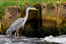 Heron Fishing