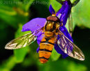 Hoverfly On Lobelia 2