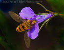 Hoverfly On Lobelia