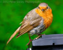 Robin On Tripod