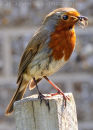Robin With Takeaway