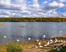 Ruislip Lido In Autumn