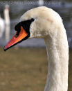 Swan Portrait