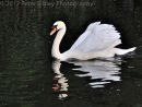 Swan