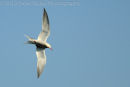 Tern In Flight