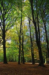 Autumn Beeches III