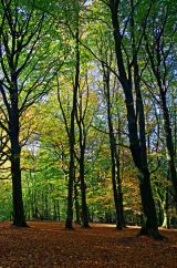 Autumn Beeches II