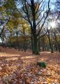 Autumn Beech trees