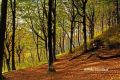 Autumn colours, Tongwynlais, Cardiff