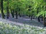 Bluebells and beech trees, the Wenallt, Cardiff