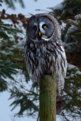 Great Owl on a post, near Newtown, mid Wales