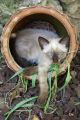 A kitten called Cream - in a pot! Fuengirola, Spain