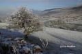 A frosty tree, Brecon Beacons, Powys
