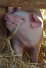 One content piglet