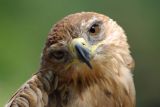 Inquisitive Hawk