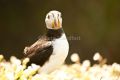 Puffin I, Skomer