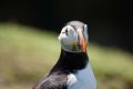 Puffin VI, Skomer
