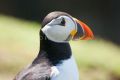 Puffin V, Skomer