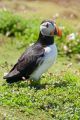 Puffin IV, Skomer
