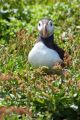 Puffin III, Skomer