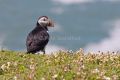 Puffin II, Skomer