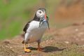 Puffin with sand eels II, Skomer