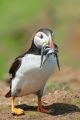 Puffin with sand eels I, Skomer