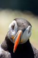 Curious Puffin, Skomer