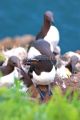 Razorbill and Guillemots, Skomer