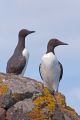 Guillemots, Skomer