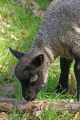 Inquisitive lamb