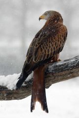 Red Kite in the snow II