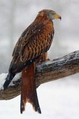 Red Kite in the snow