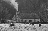 Llainfadyn Cottage of a frosty morning