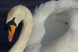 Portrait of a swan