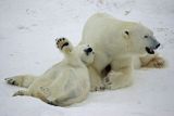 Polar bears playing II
