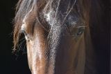 Portrait of a chestnut horse