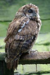Tawny owl