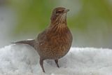 Thrush in the snow