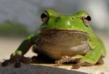 Corsican tree frog looking relaxed