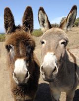 Two donks...